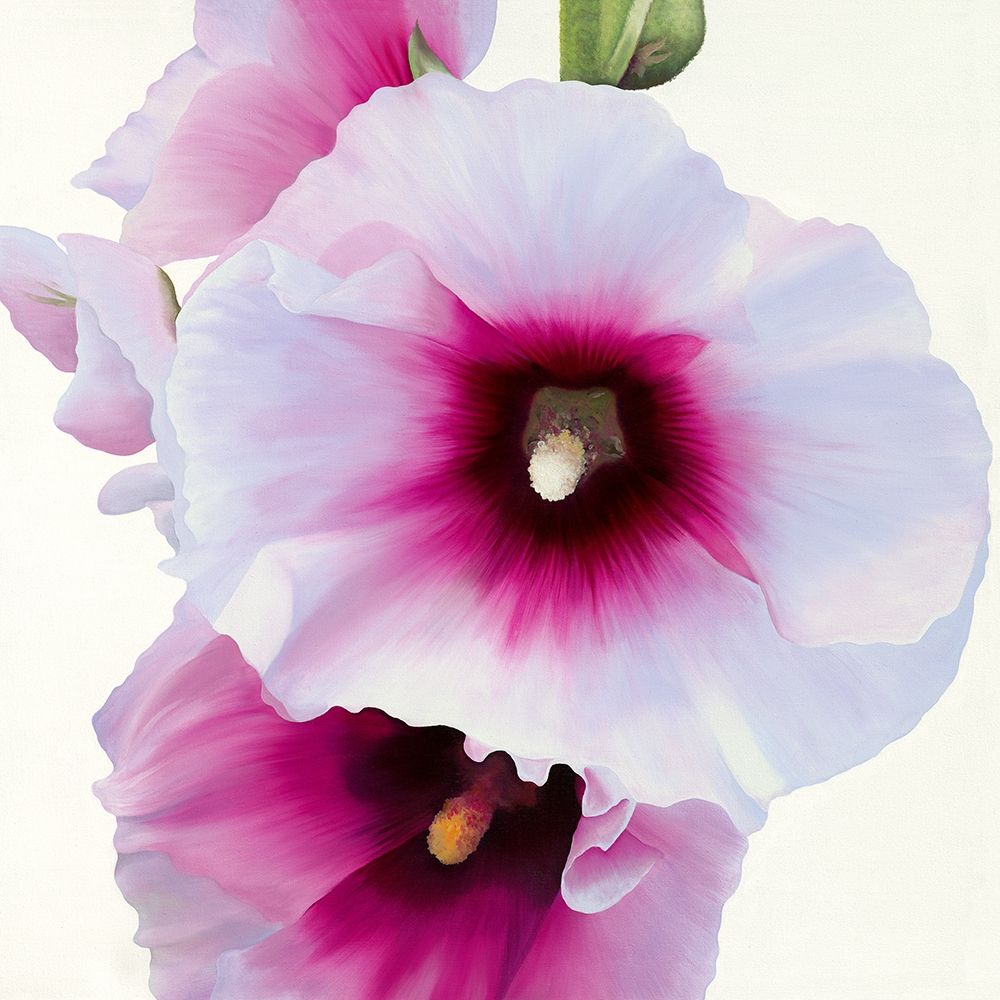 White Hollyhock I art print by Stephanie Andrew for $57.95 CAD