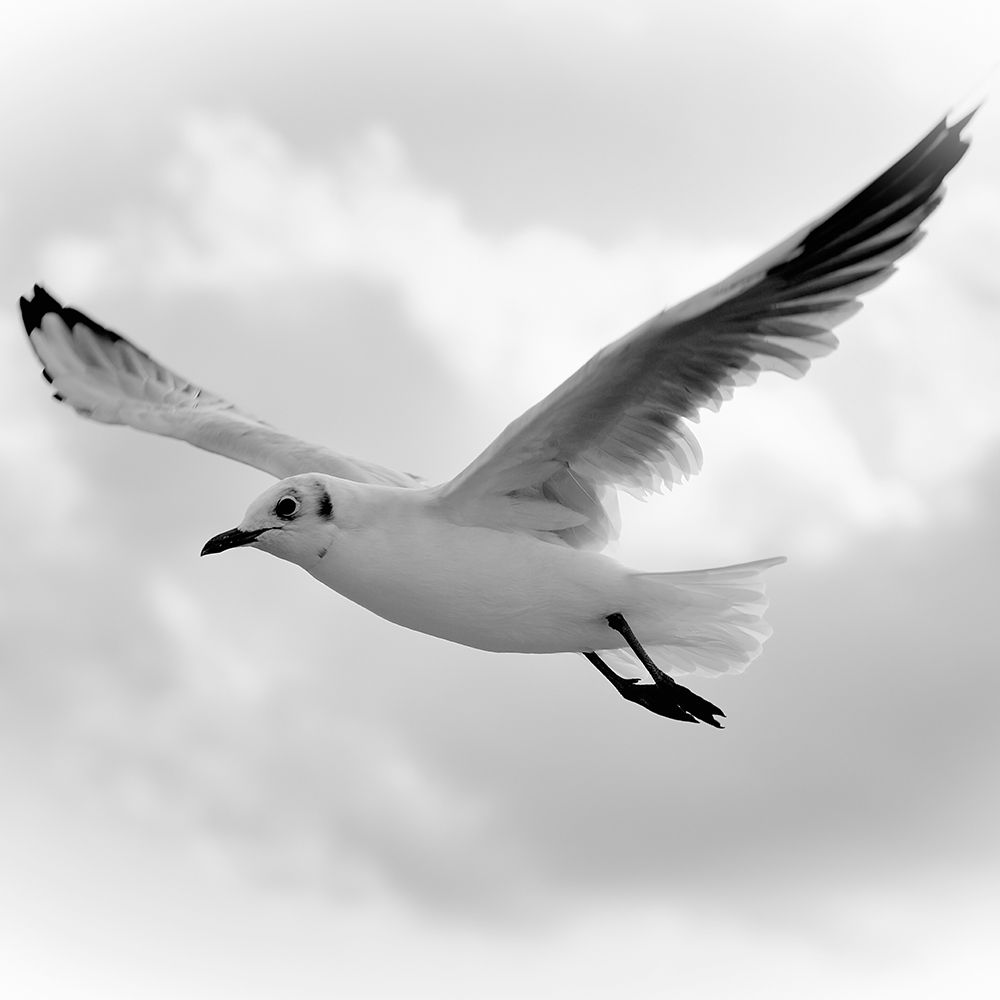 Fly Away art print by Uwe Steger for $57.95 CAD