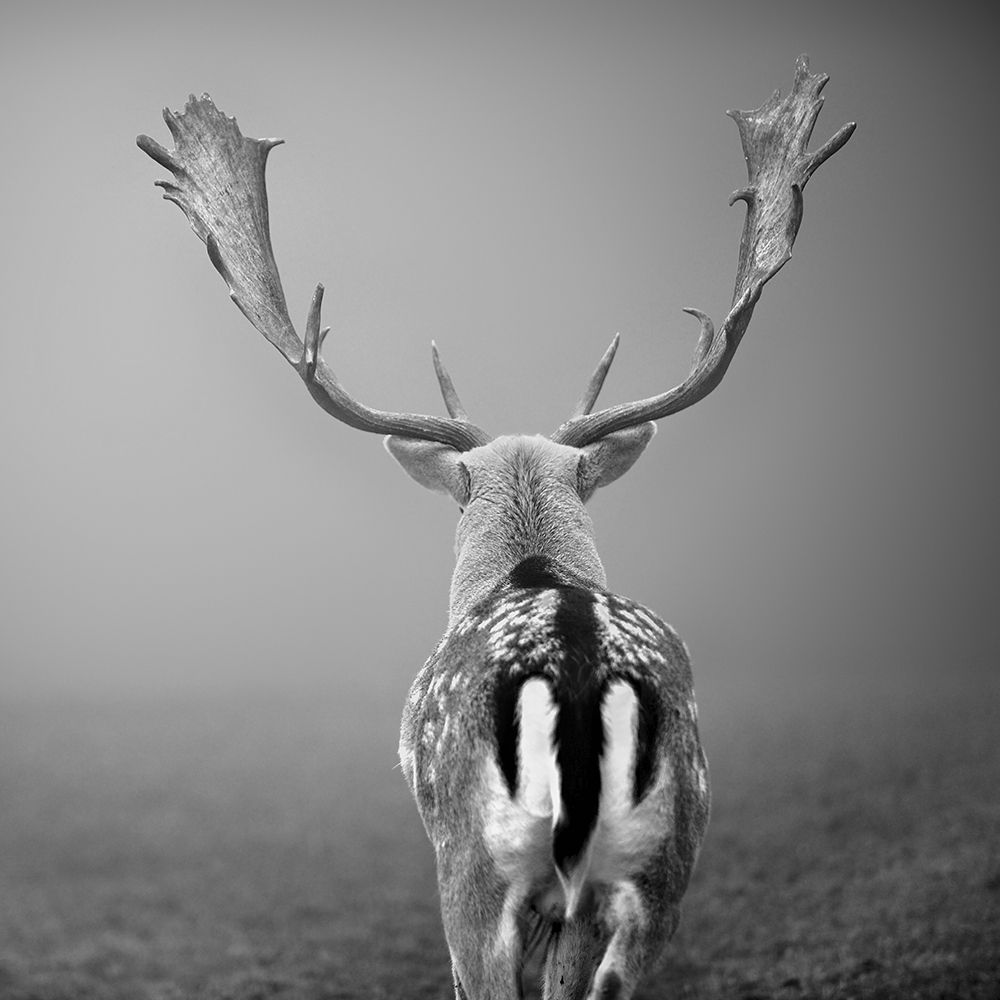 Platzhirsch... art print by Uwe Steger for $57.95 CAD