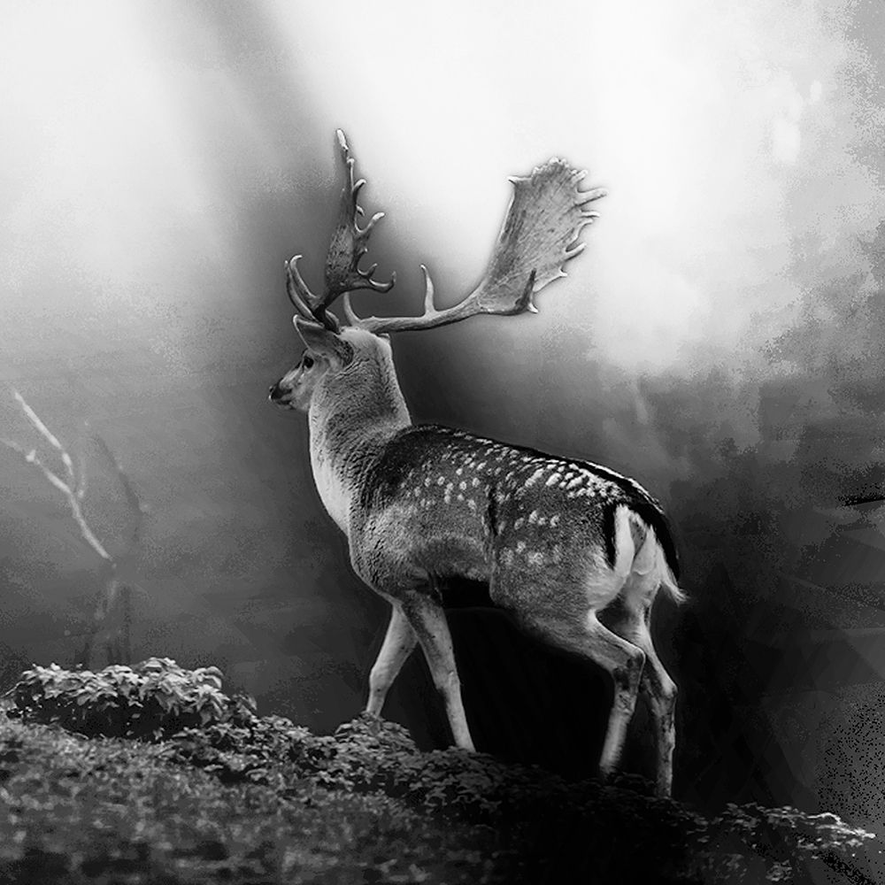 Wildwechsel art print by Uwe Steger for $57.95 CAD