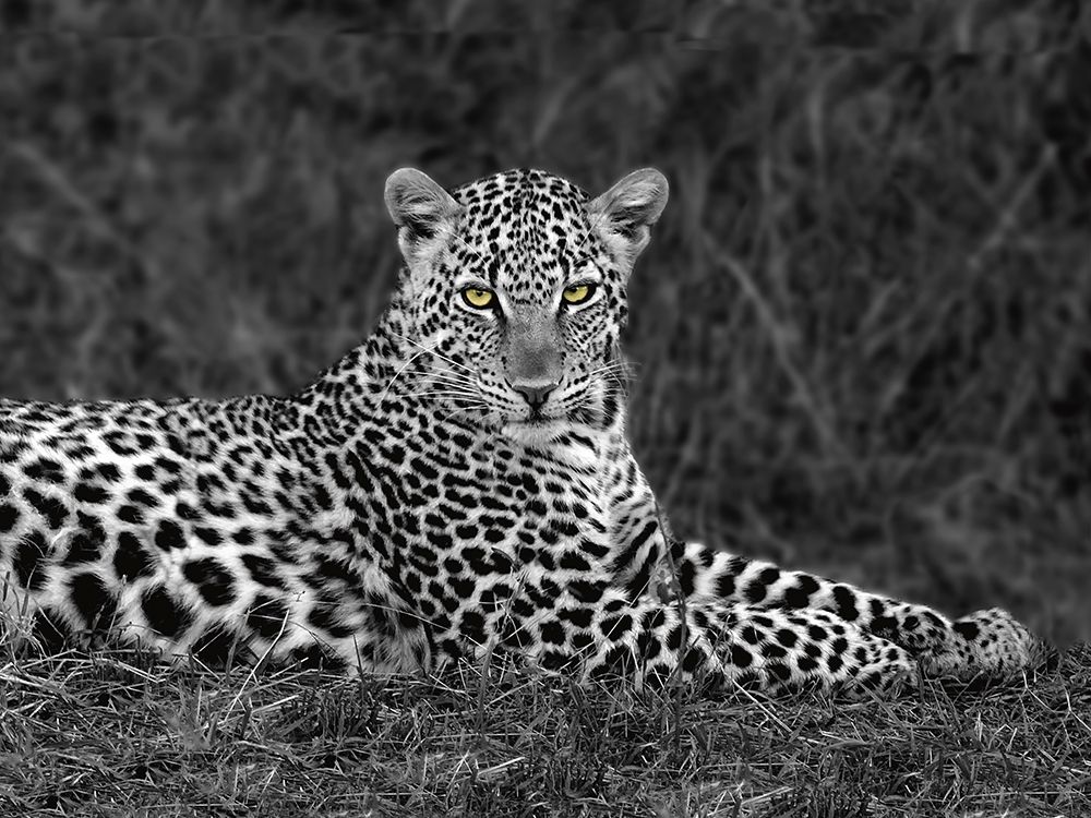 Leopard Portrait art print by Xavier Ortega for $57.95 CAD