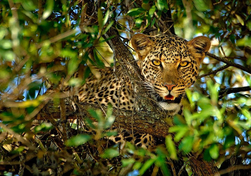 Leopard Camouflage art print by Xavier Ortega for $57.95 CAD