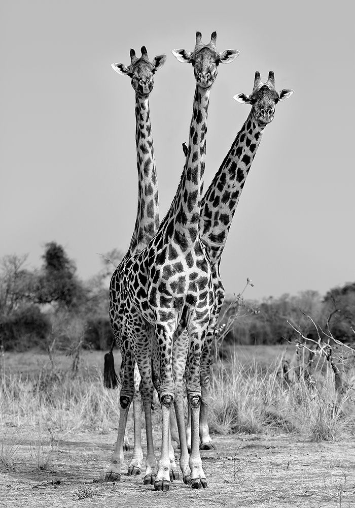 Giraffes Three art print by Xavier Ortega for $57.95 CAD