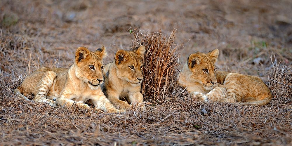 Lions Cub art print by Xavier Ortega for $57.95 CAD