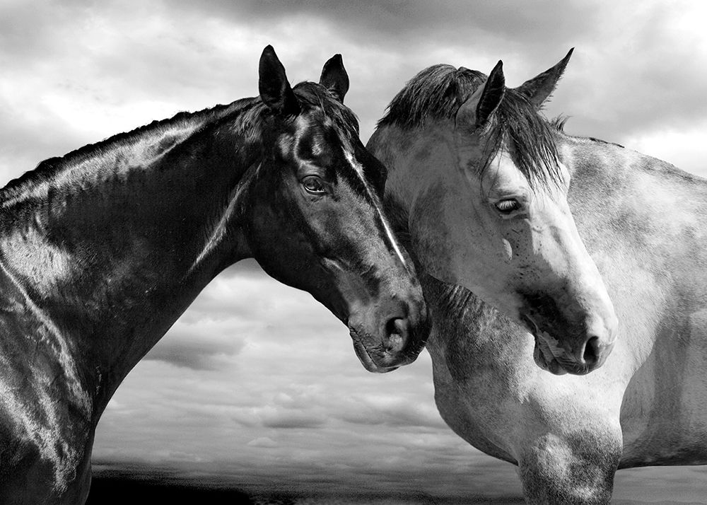 Horse Portrait art print by Jorge Llovet for $57.95 CAD
