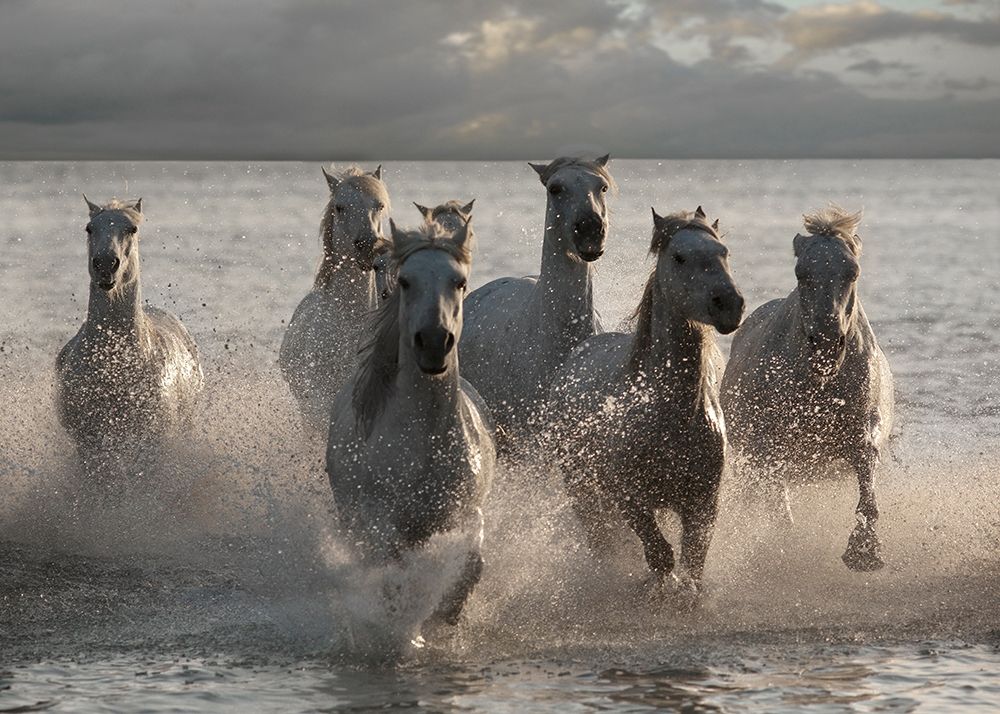 Horses Landing at the Beach art print by Jorge Llovet for $57.95 CAD