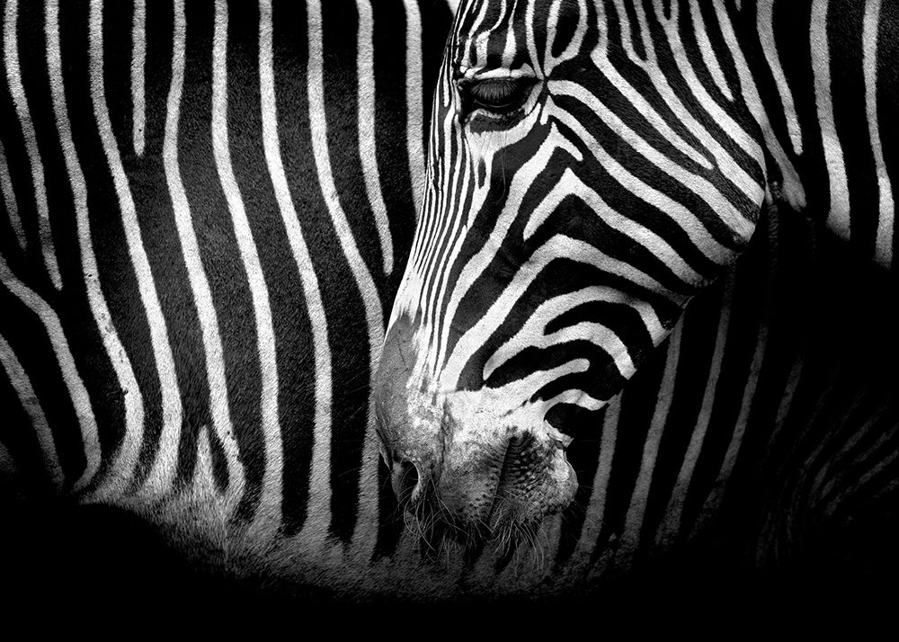 Closer art print by Marina Cano for $57.95 CAD