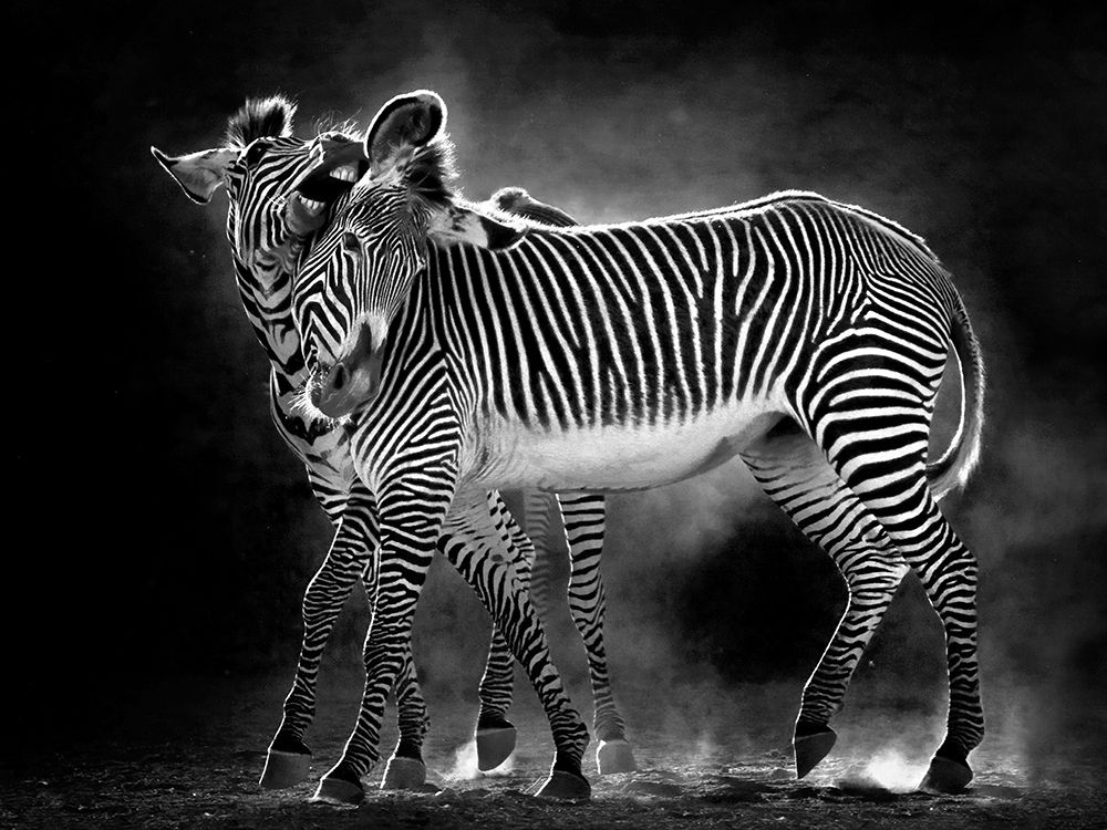 Wild Dance art print by Marina Cano for $57.95 CAD