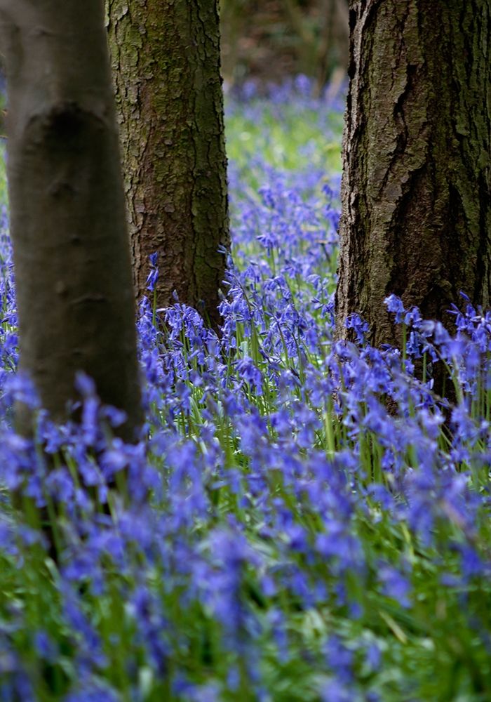 Bluebell Wood l art print by Tom Lambert for $57.95 CAD