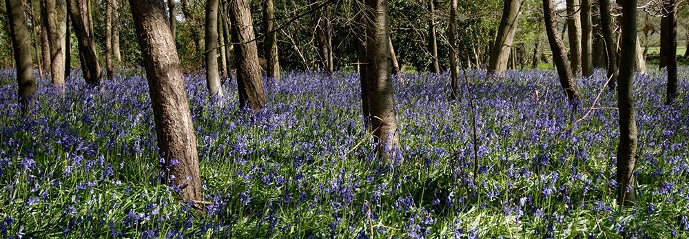 Bluebell Wood lI art print by Tom Lambert for $57.95 CAD