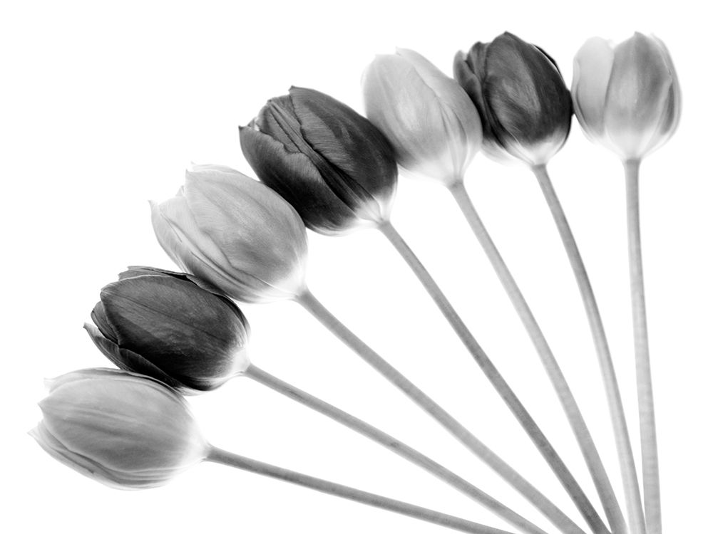 Tulips Array l art print by Tom Lambert for $57.95 CAD