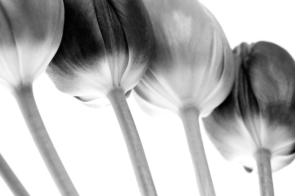 Tulips Array ll art print by Tom Lambert for $57.95 CAD