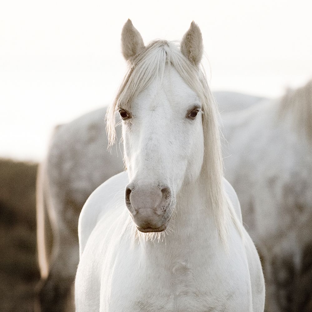 Horse art print by Jorge Llovet for $57.95 CAD
