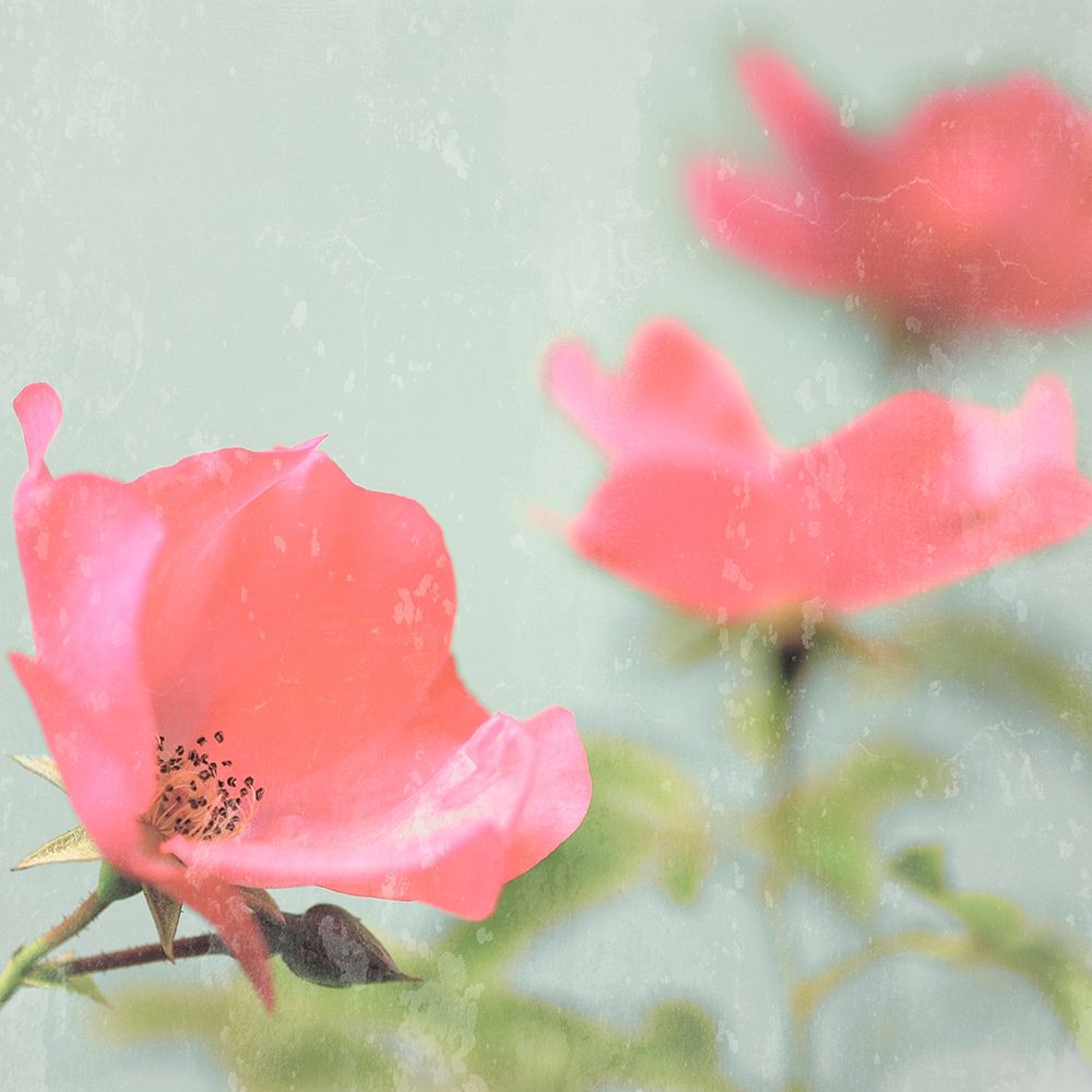 Botanical Romance art print by Tom Lambert for $57.95 CAD