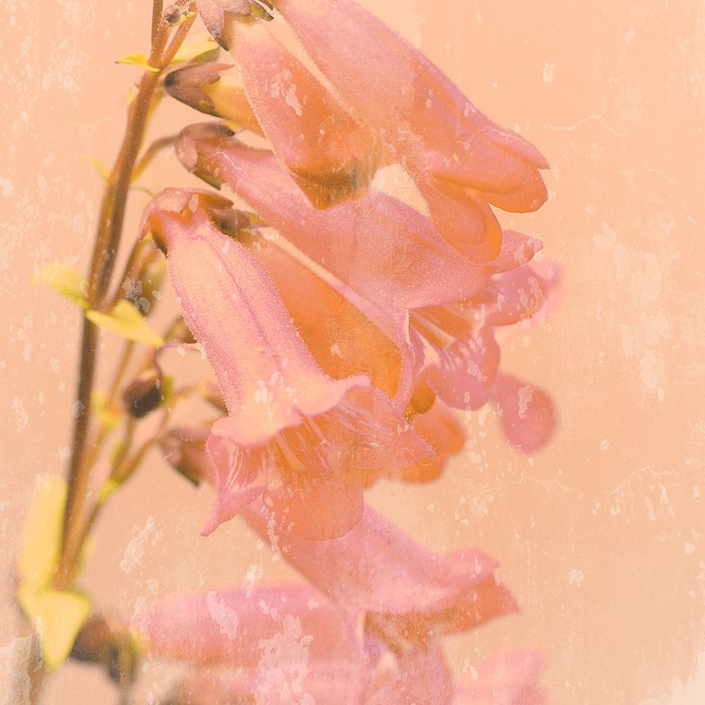Romantic Foxglove art print by Tom Lambert for $57.95 CAD