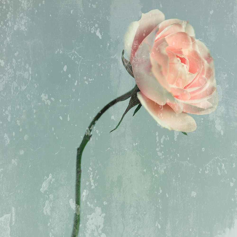 Romantic Pink Rose art print by Tom Lambert for $57.95 CAD