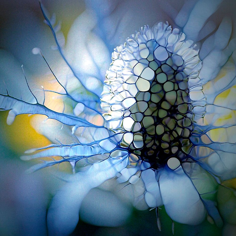 Eisdistel art print by Renate M. Schmidt for $57.95 CAD