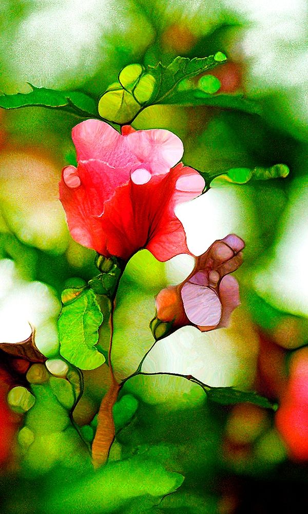 Malvenblute art print by Renate M. Schmidt for $57.95 CAD