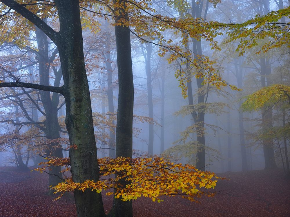 Autumn Forest art print by Hans Strand for $57.95 CAD