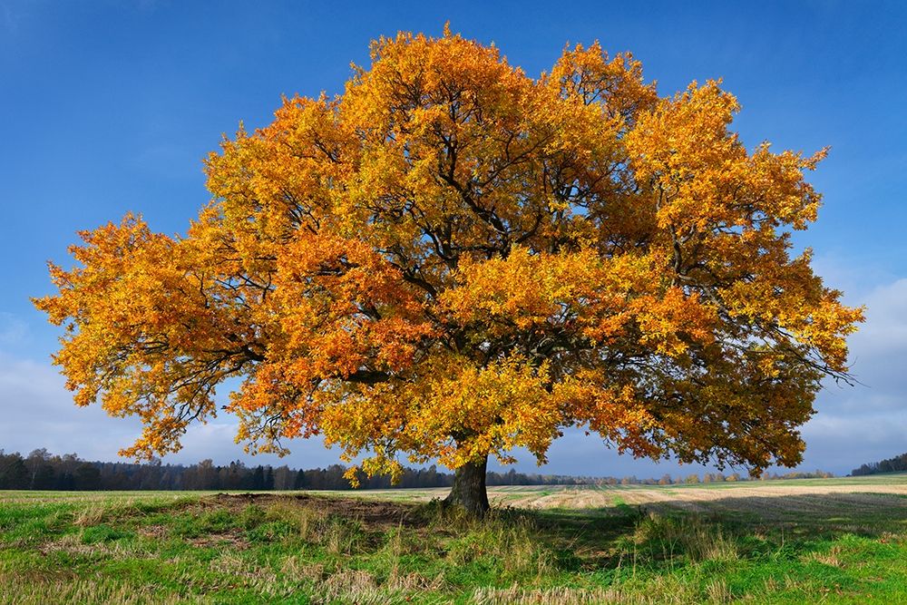 Golden Oak art print by Hans Strand for $57.95 CAD