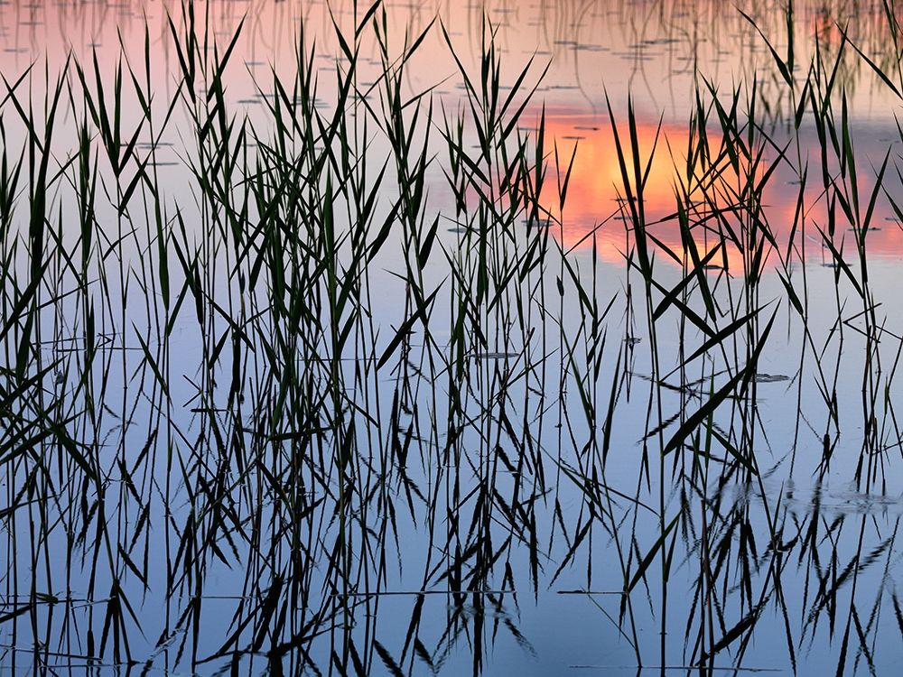 Summer Reed art print by Hans Strand for $57.95 CAD