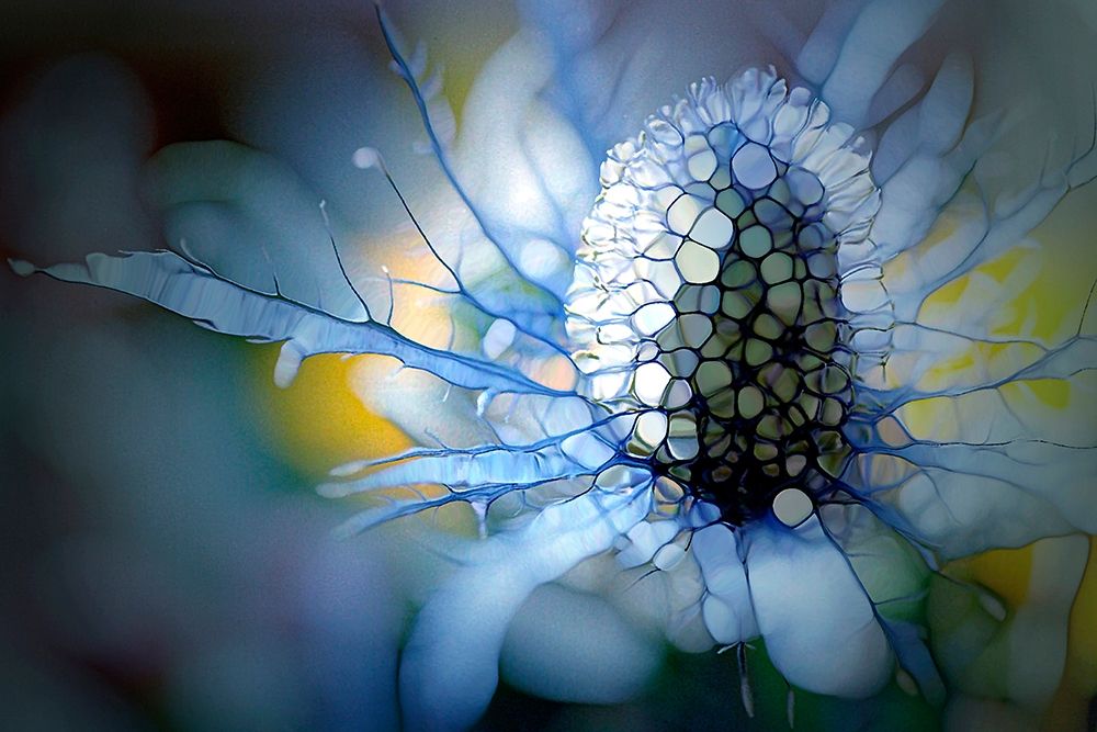 Eisdistel art print by Renate M. Schmidt for $57.95 CAD