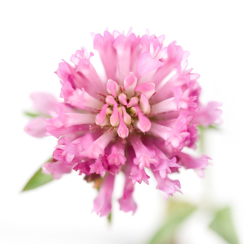 Trifolium pratense art print by Sonja Durnberger for $57.95 CAD