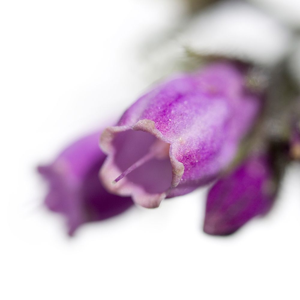 Symphytum officinale art print by Sonja Durnberger for $57.95 CAD