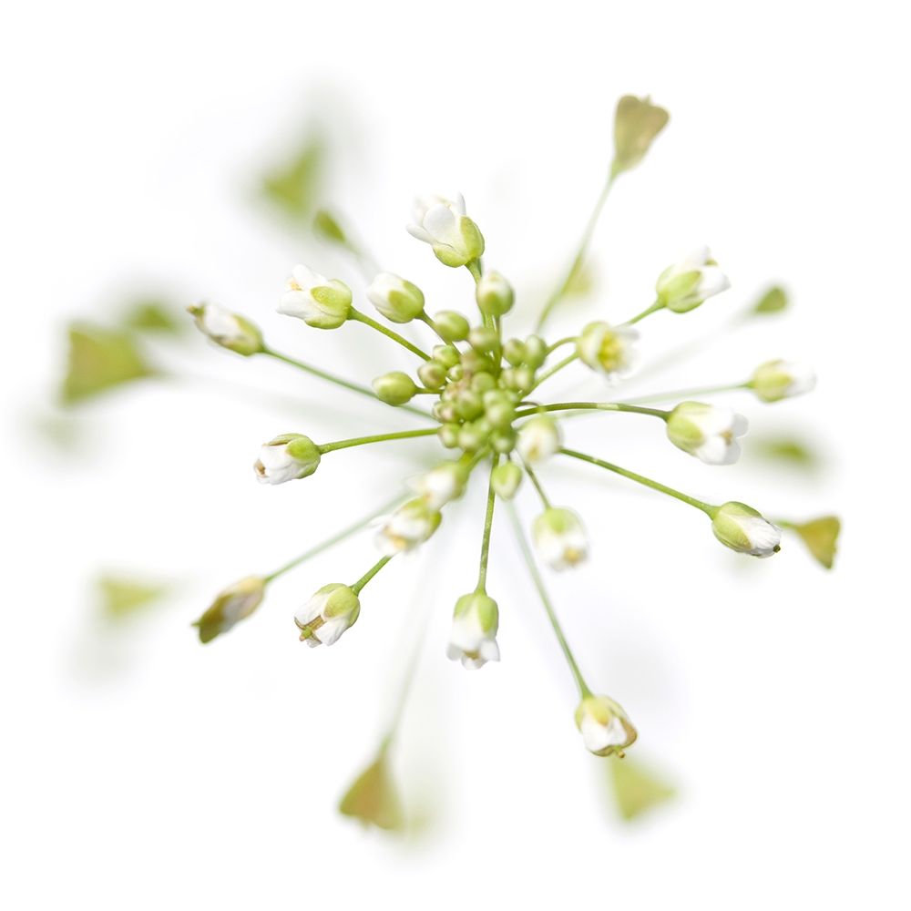 Capsella bursa-pastoris art print by Sonja Durnberger for $57.95 CAD