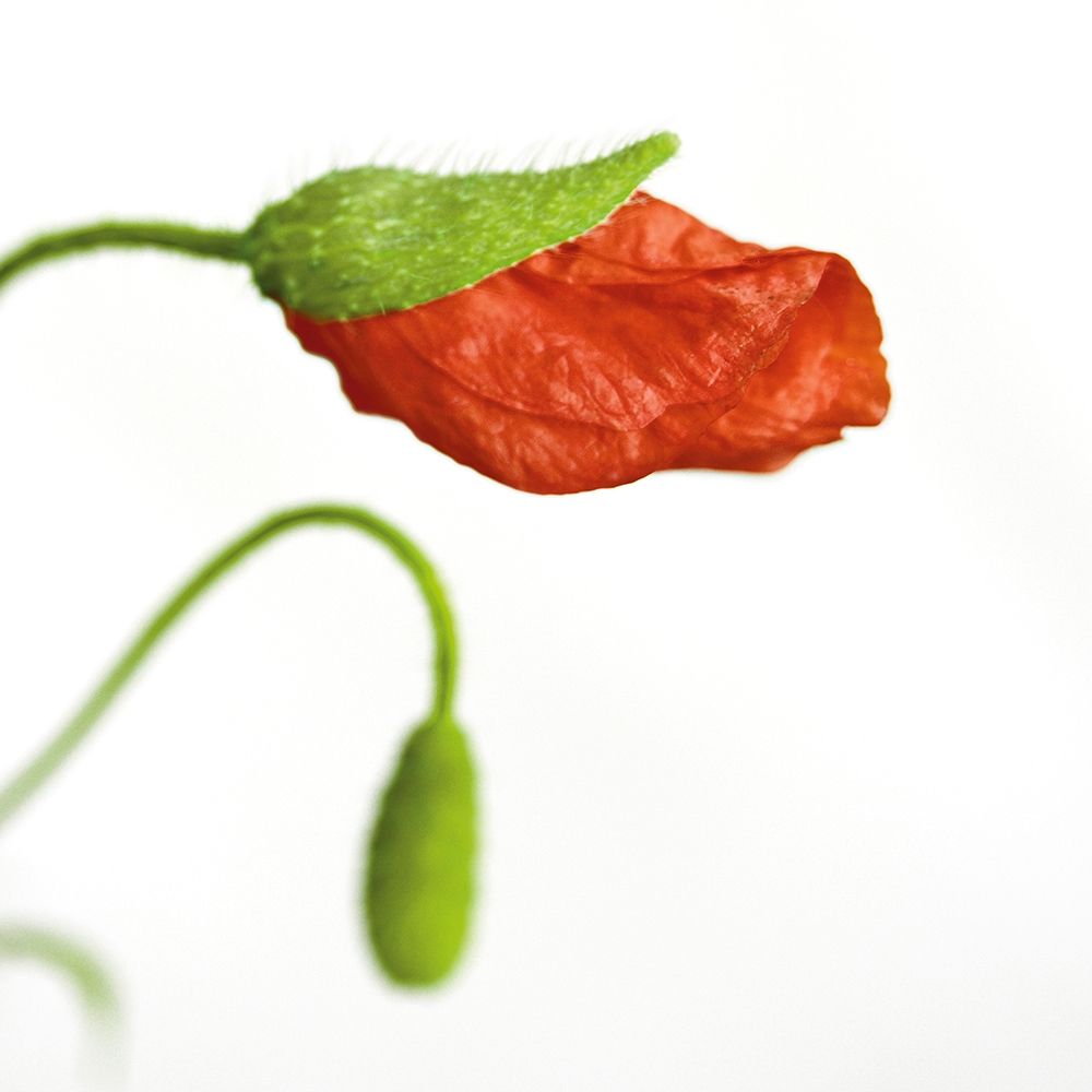 Papaver rhoeas art print by Sonja Durnberger for $57.95 CAD