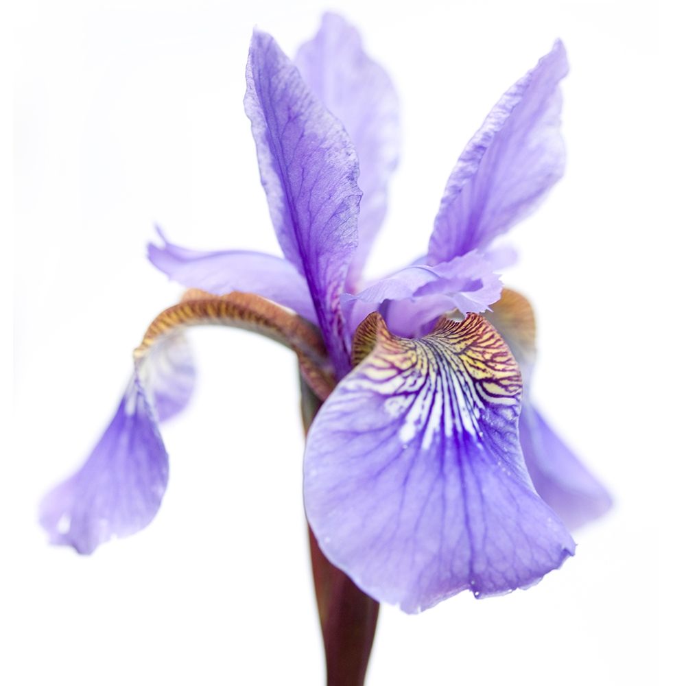 Iris versicolor art print by Sonja Durnberger for $57.95 CAD