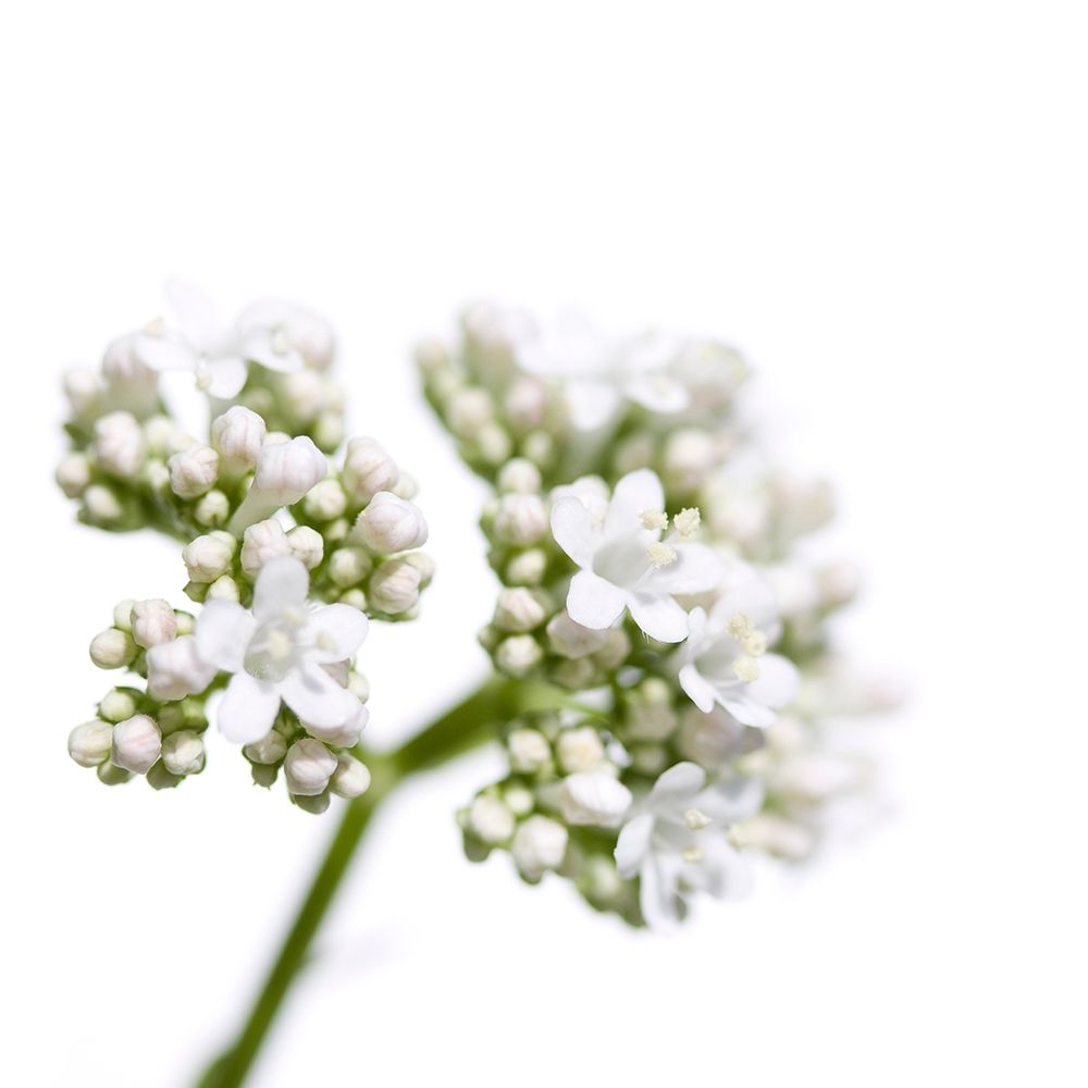 Valeriana officinalis art print by Sonja Durnberger for $57.95 CAD