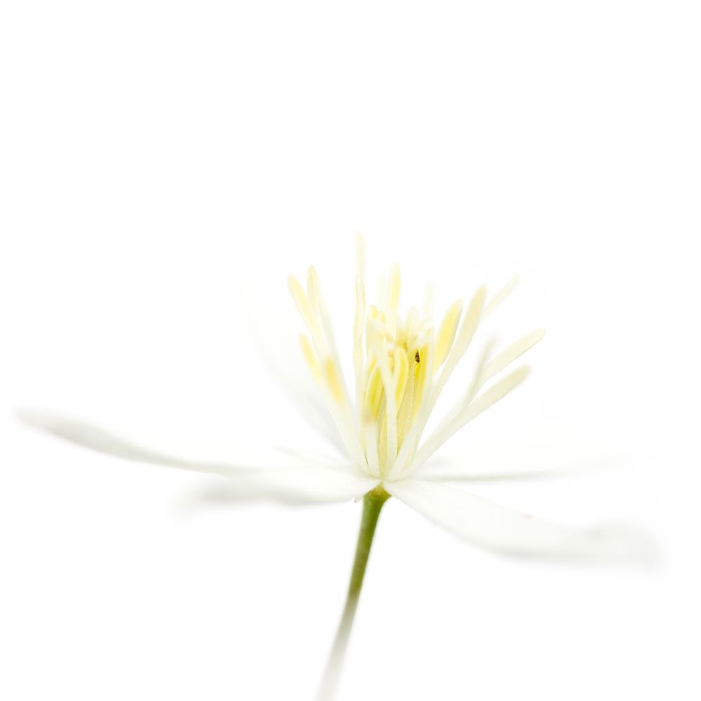 Clematis recta art print by Sonja Durnberger for $57.95 CAD