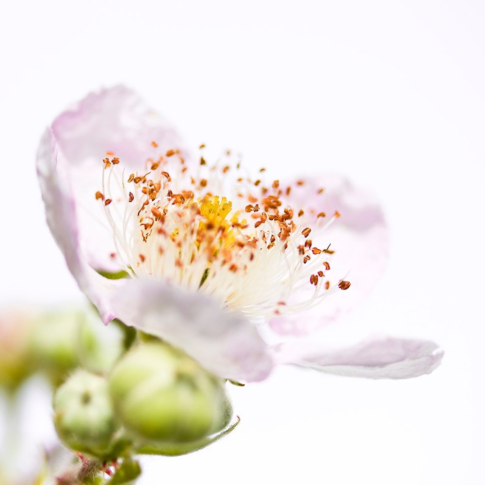 Rubus sectio Rubus art print by Sonja Durnberger for $57.95 CAD