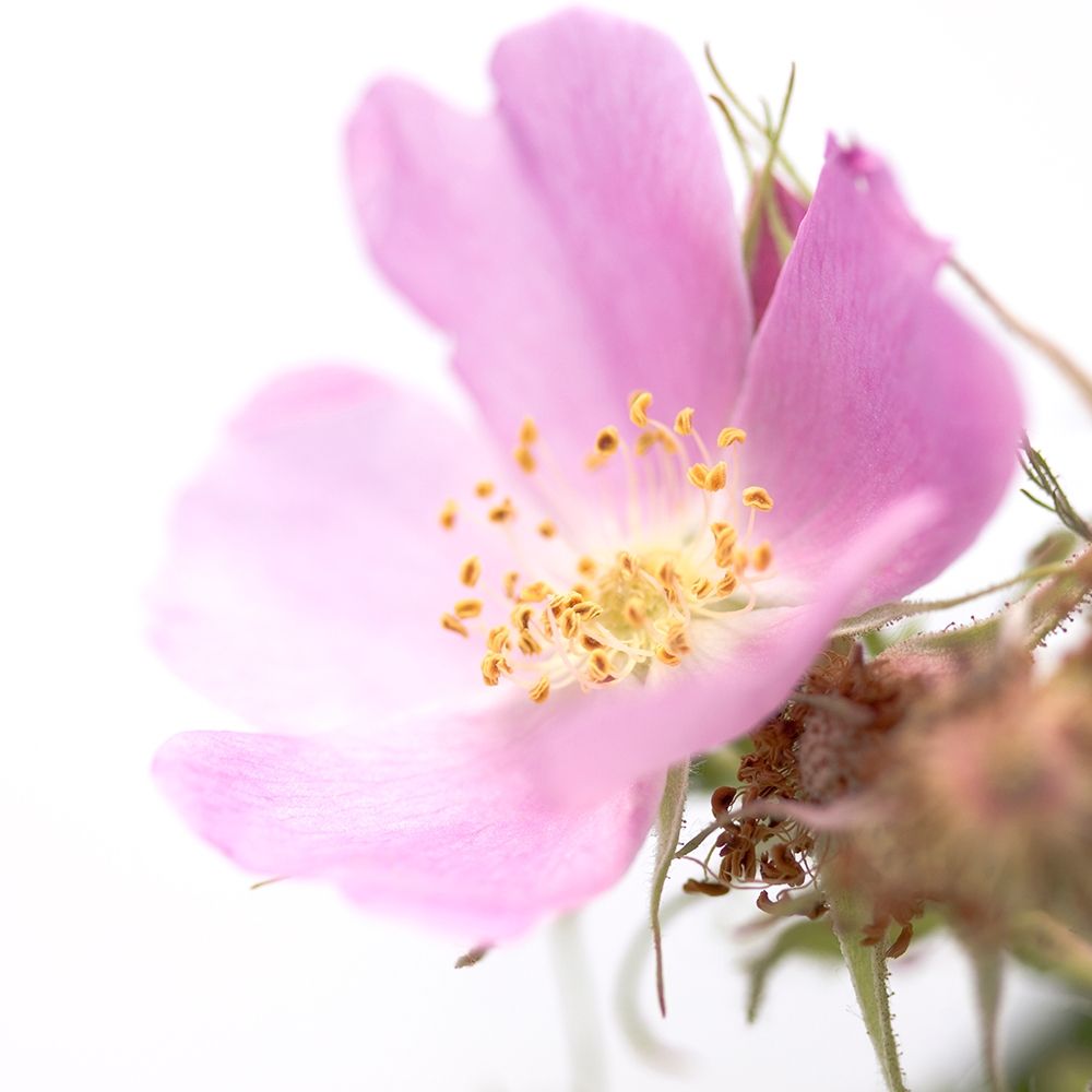 Rosa mosqueta art print by Sonja Durnberger for $57.95 CAD