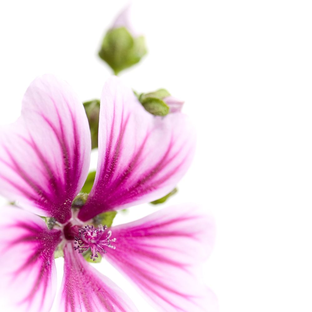 Malva sylvestris art print by Sonja Durnberger for $57.95 CAD