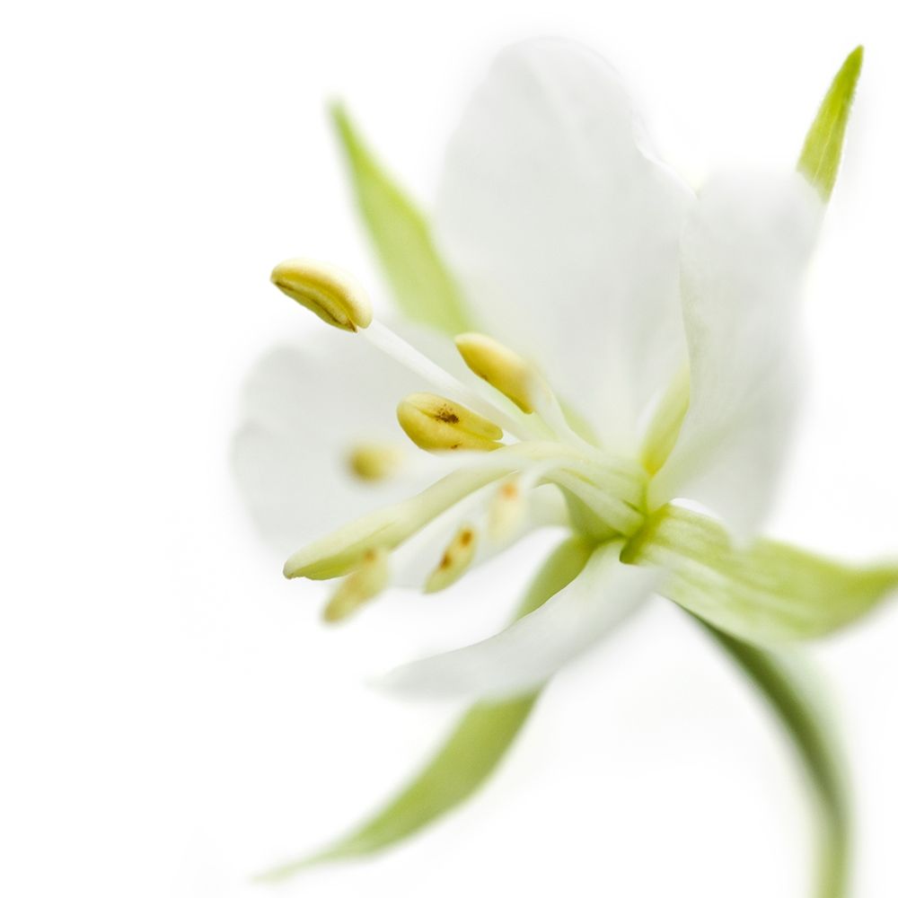 Epilobium angustifolium art print by Sonja Durnberger for $57.95 CAD