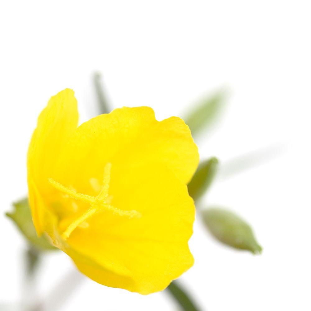 Oenothera biennis art print by Sonja Durnberger for $57.95 CAD