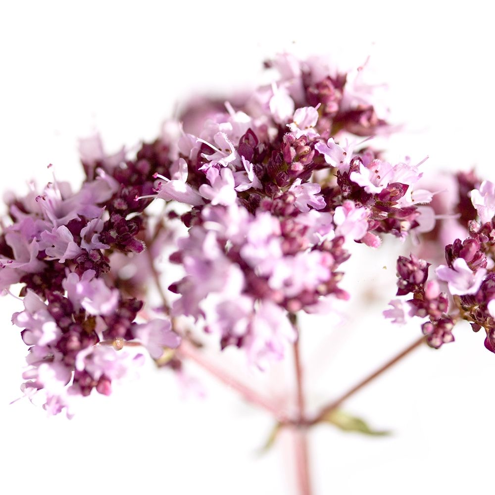 Origanum vulgare art print by Sonja Durnberger for $57.95 CAD