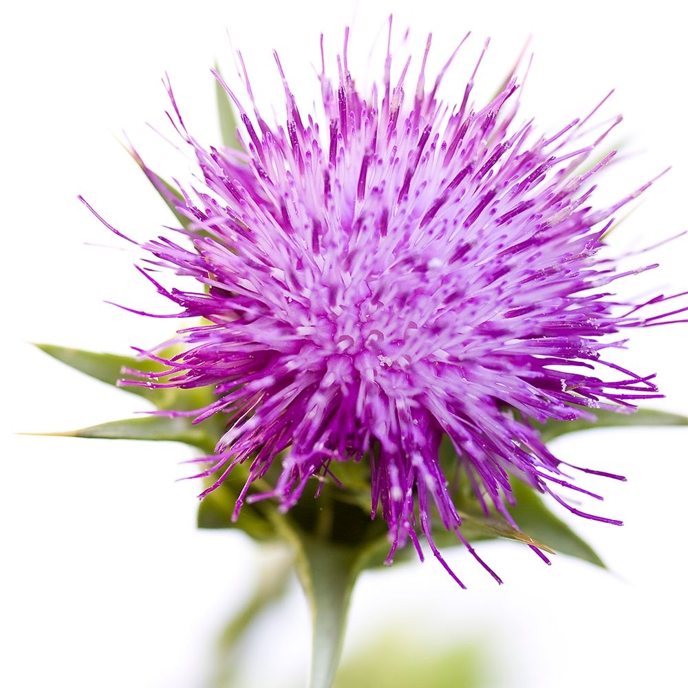 Sylibum marianum art print by Sonja Durnberger for $57.95 CAD