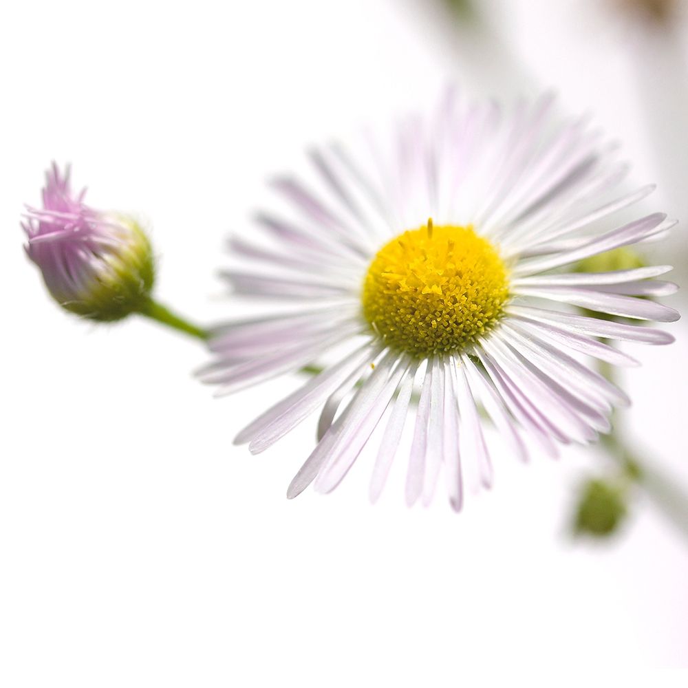 Erigeron annuus art print by Sonja Durnberger for $57.95 CAD