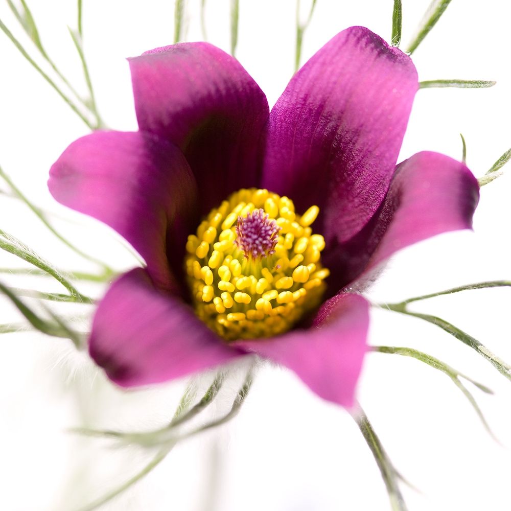 Pulsatilla pratensis art print by Sonja Durnberger for $57.95 CAD