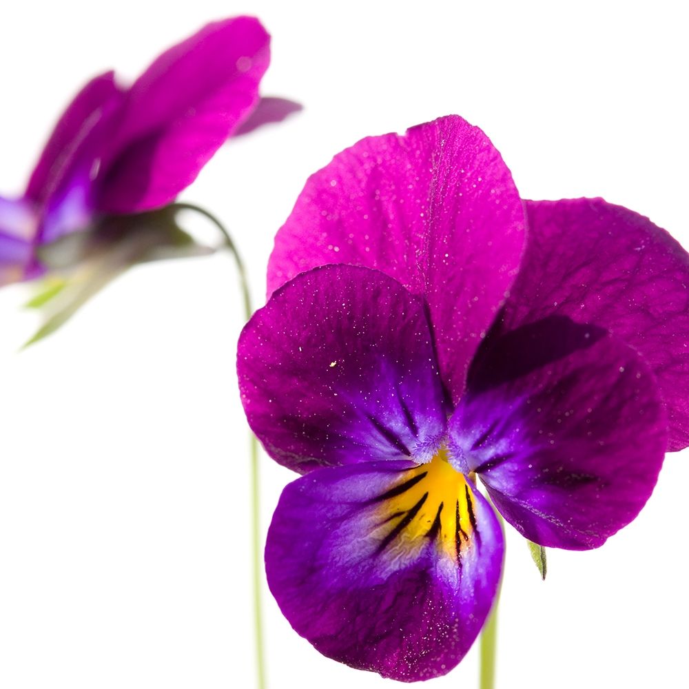 Viola tricolor art print by Sonja Durnberger for $57.95 CAD