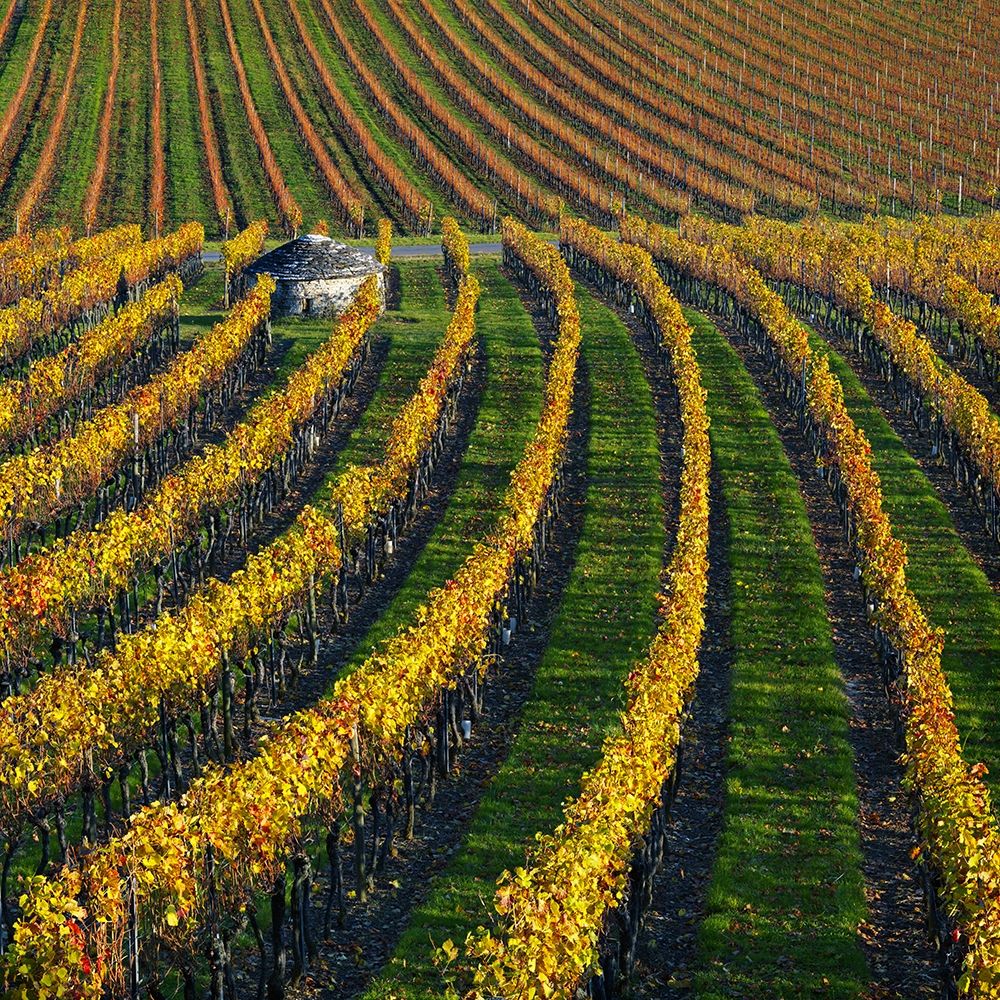 Veineyards of hautes cotes Burgundy art print by Hans Strand for $57.95 CAD
