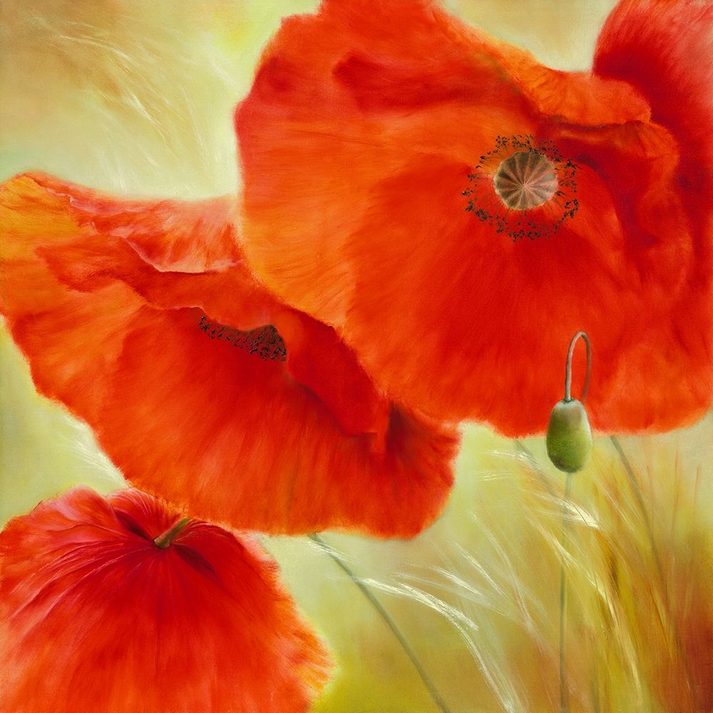 Drei Mal Mohn art print by Annette Schmucker for $57.95 CAD