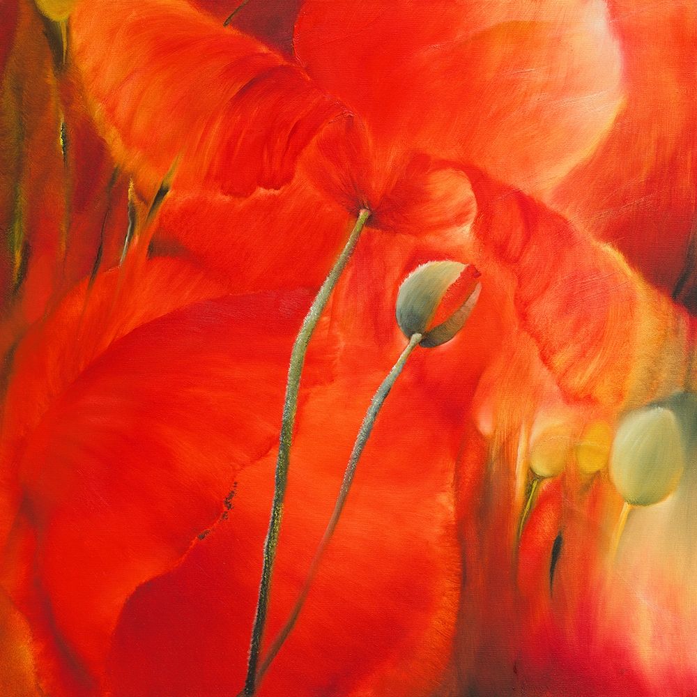 Roter Mohn art print by Annette Schmucker for $57.95 CAD
