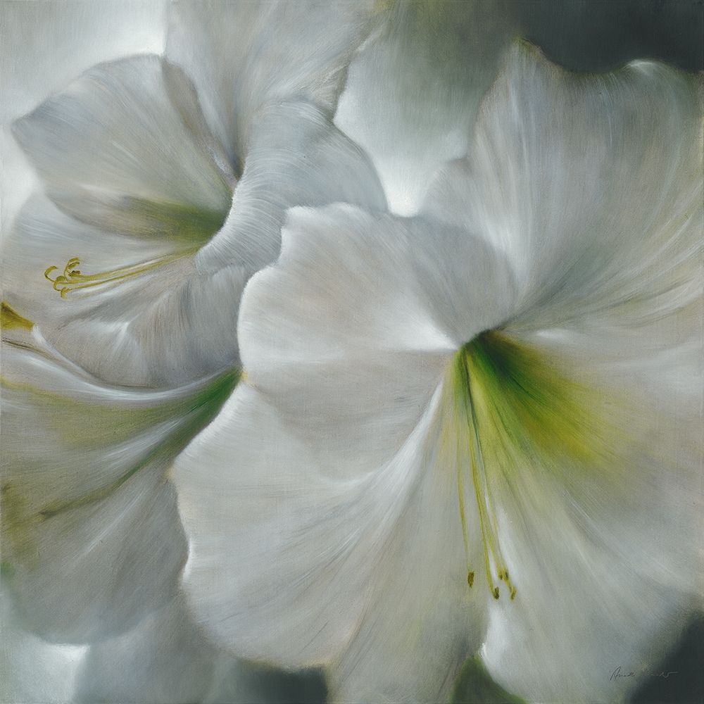 Weisse Amaryllis art print by Annette Schmucker for $57.95 CAD