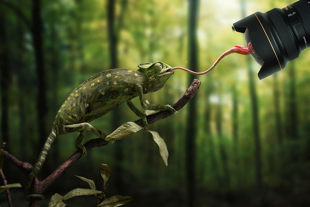 Just a Chameleon action shooting├óΓé¼┬ª art print by John Wilhelm is a Photoholic for $57.95 CAD