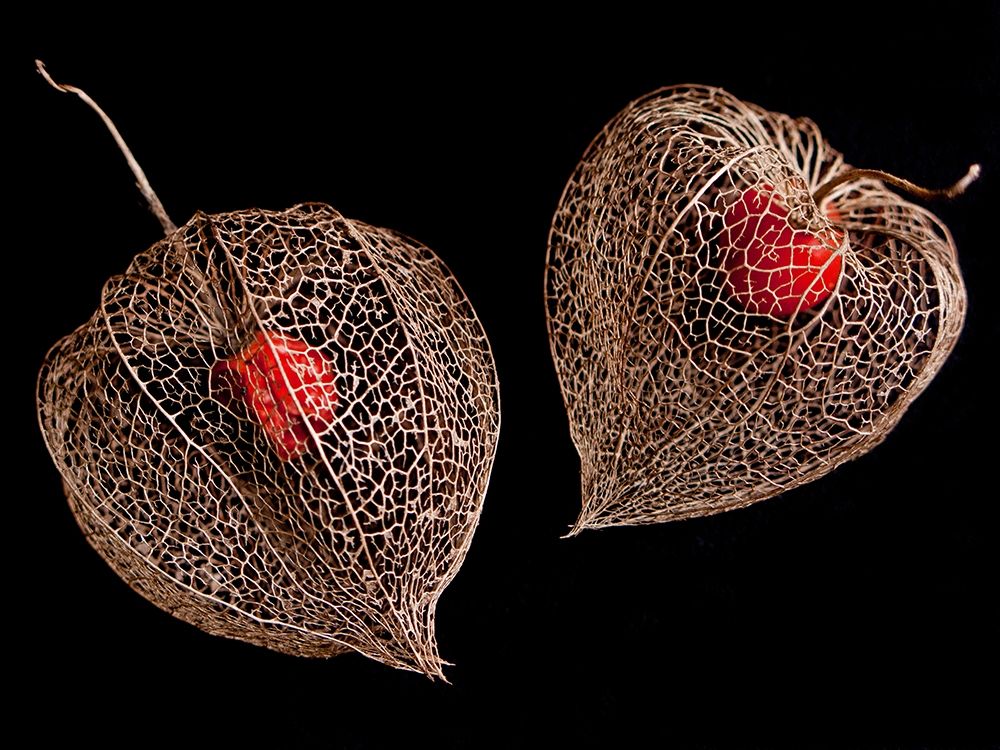 Lantern Hearts art print by Matthias Weber for $57.95 CAD