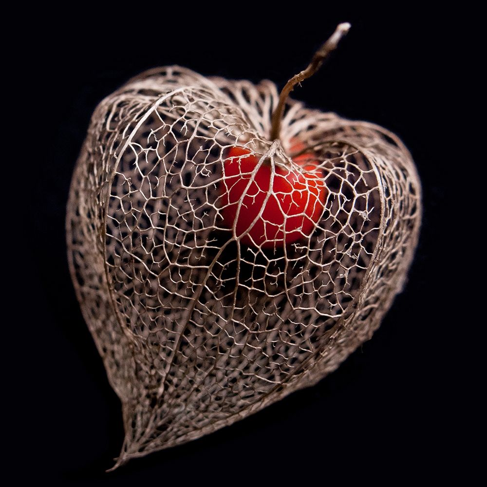 Lantern Heart I art print by Matthias Weber for $57.95 CAD